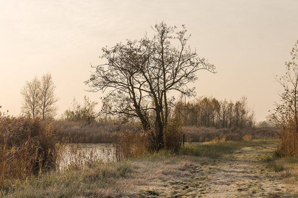 Uit Friesland