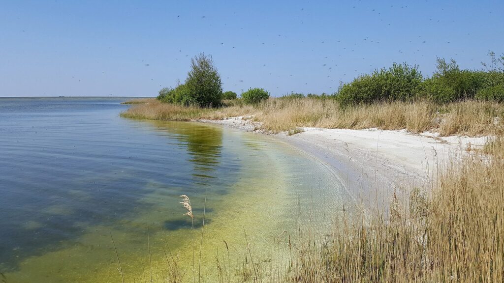 Een eiland in beweging: de veranderende Makkumernoardwaard in Friesland