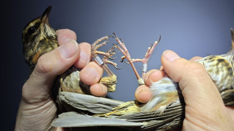 Vogels ringen op de Vinkebaan — Natuur in Friesland