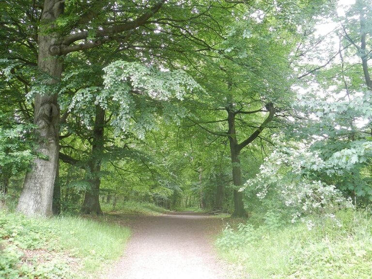 E-sloep Tour — Natuur in Friesland