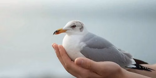 Diercommunicatie cursus – Vogelkustasiel de Fûgelpits — Natuur in Friesland