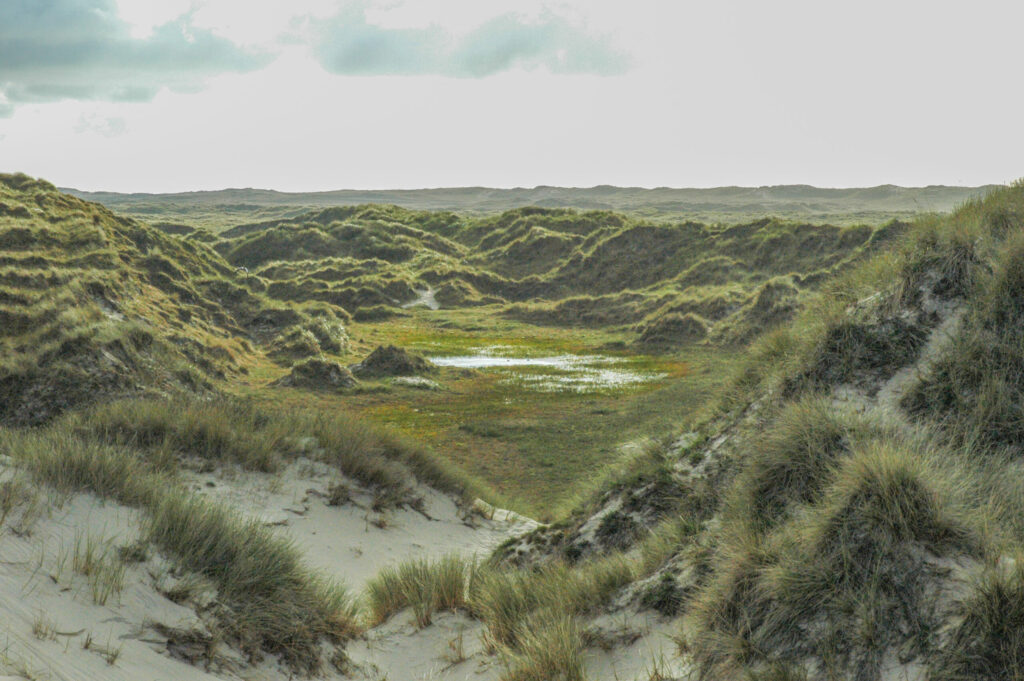 Dwalen door de duinen met de boswachter in Friesland