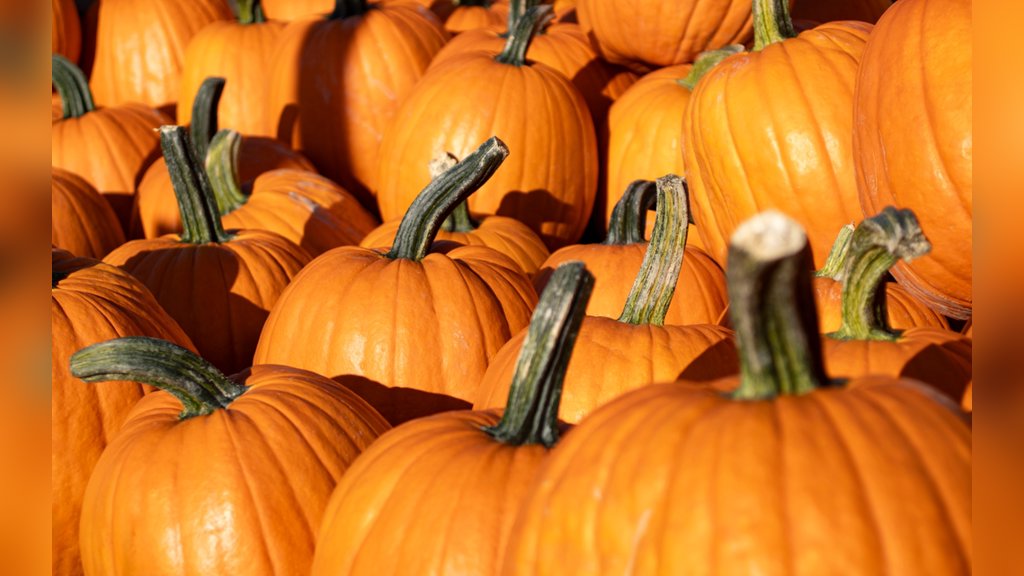 Herfstfair van Aeres VMBO Sneek in Sneek